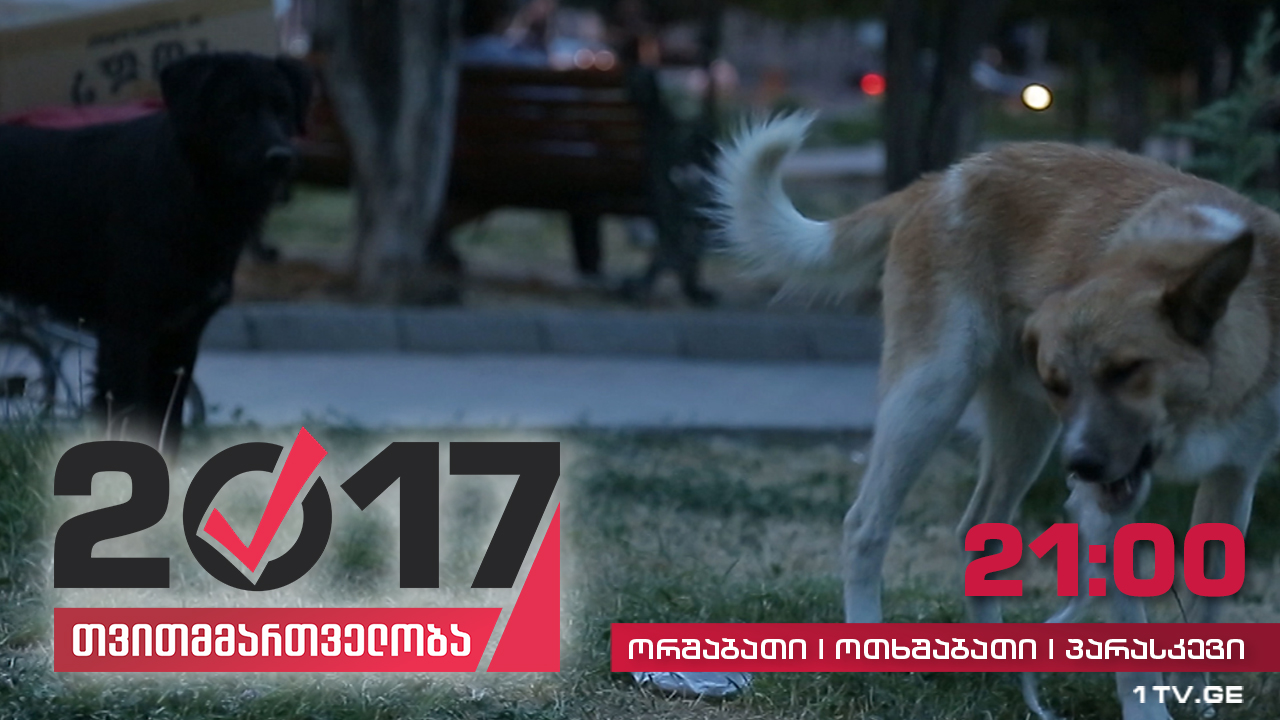#თვითმმართველობა2017 მოსახლეობა მიუსაფარი ძაღლების სიმრავლეს უჩივის