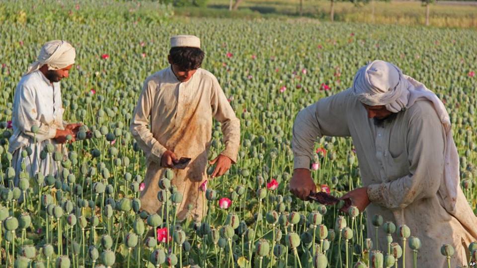 გაერო - 2017 წელს ავღანეთში ოპიუმის წარმოება 87 %-ით გაიზარდა