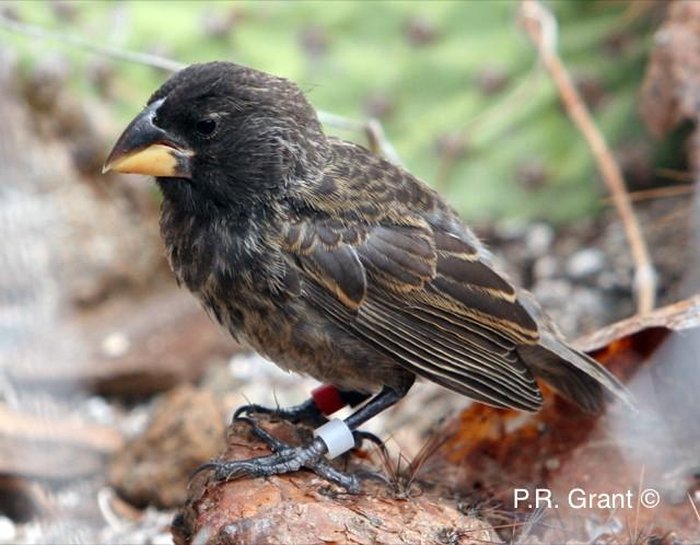 გალაპაგოსზე, მეცნიერთა თვალწინ, ფრინველის სრულიად ახალი სახეობა წარმოიშვა
