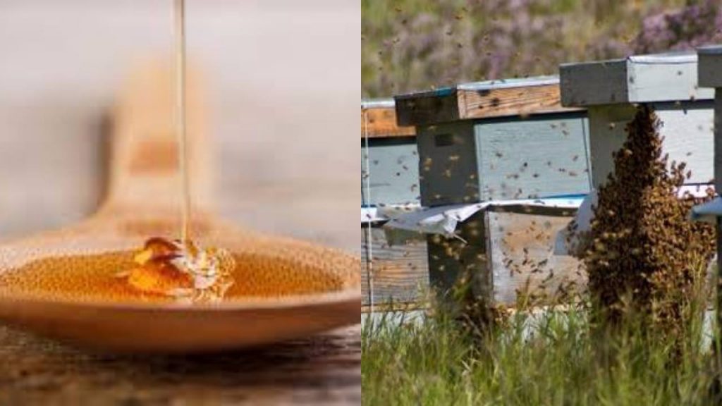ბიო-ეკო თაფლი-ქართული ფუტკრის გადარჩენისა და თაფლის ხარისხის გარანტიისთვის!