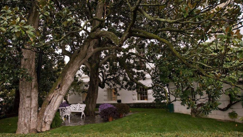 თეთრი სახლის ეზოში მაგნოლიის 200-წლოვან ხეს მოჭრიან