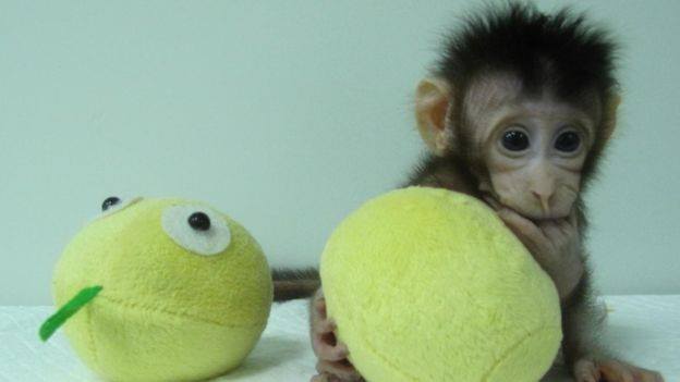 ჩინელი მეცნიერების მტკიცებით, მათ მაიმუნის კლონირება შეძლეს