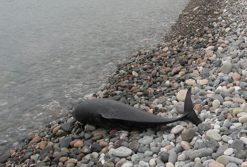 ბათუმის სანაპიროზე ზღვამ მკვდარი დელფინი გამორიყა