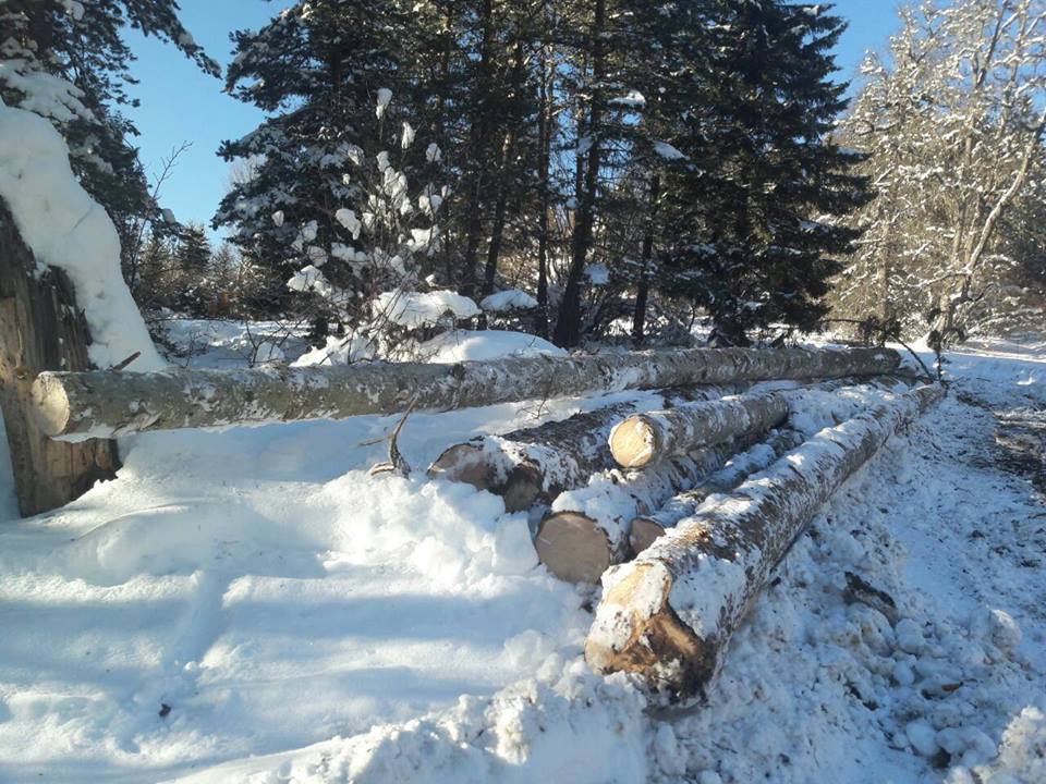 1 იანვრიდან დღემდე, ხე-ტყის უკანონო მოპოვებისა და ტრანსპორტირების 162 ფაქტი გამოვლინდა