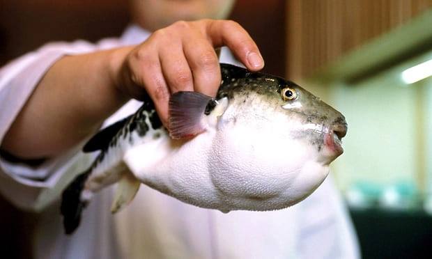 იაპონიის ქალაქ გამაგორიში საგანგებო მდგომარეობა გამოცხადდა - ბაზარზე შხამიანი თევზი ფუგუ მოხვდა