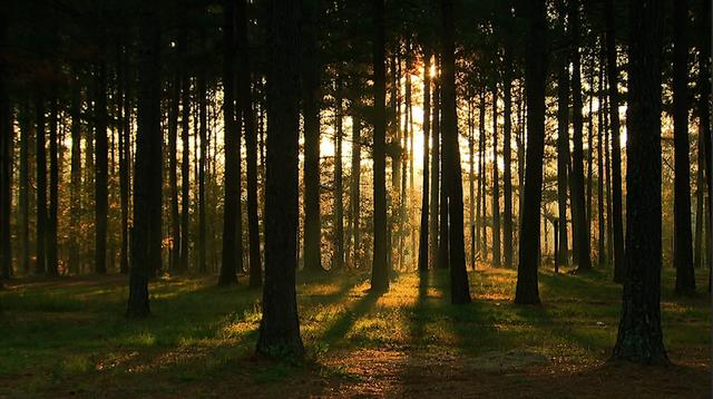 Large-scale registration of forests to begin in spring