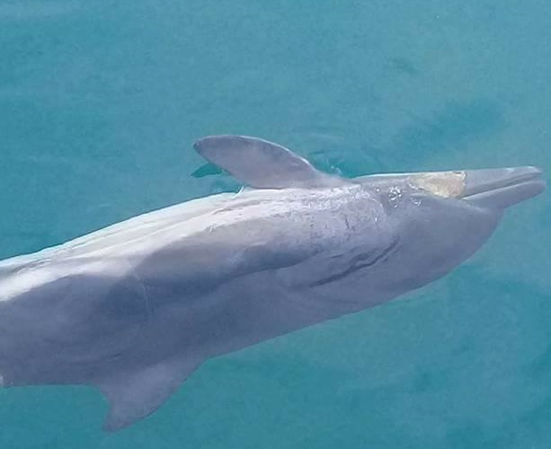 ბათუმის სიახლოვეს სანავიგაციო ტრავმით მკვდარი თეთრგვერდა დელფინი იპოვეს