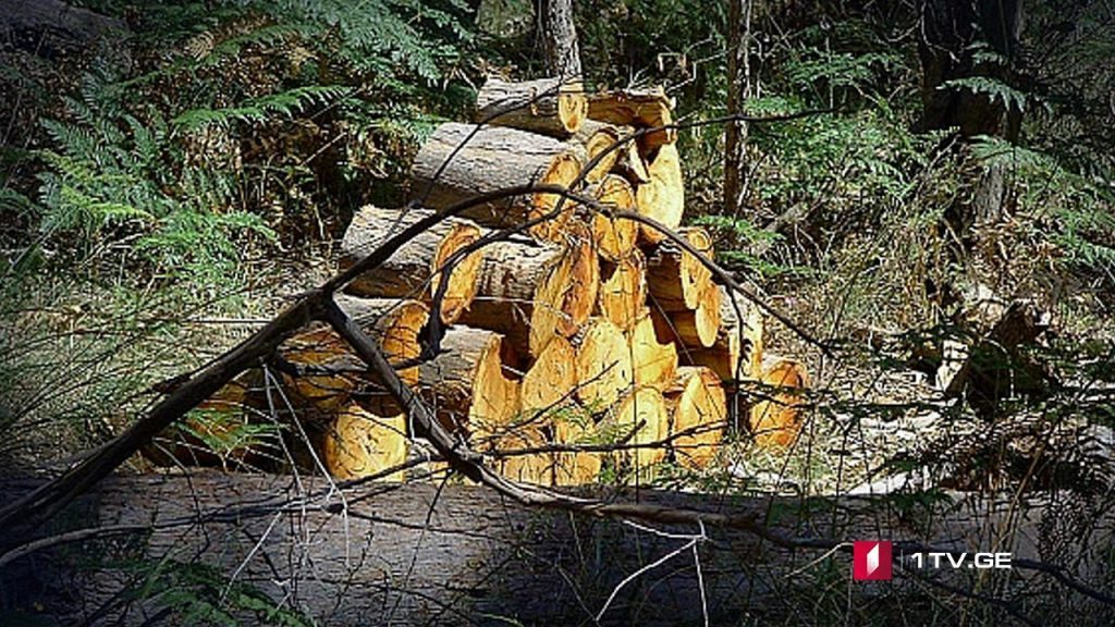 Փոփոխություններ անտառից օգտվելու կանոնում (ՎԻԴԵՈ)
