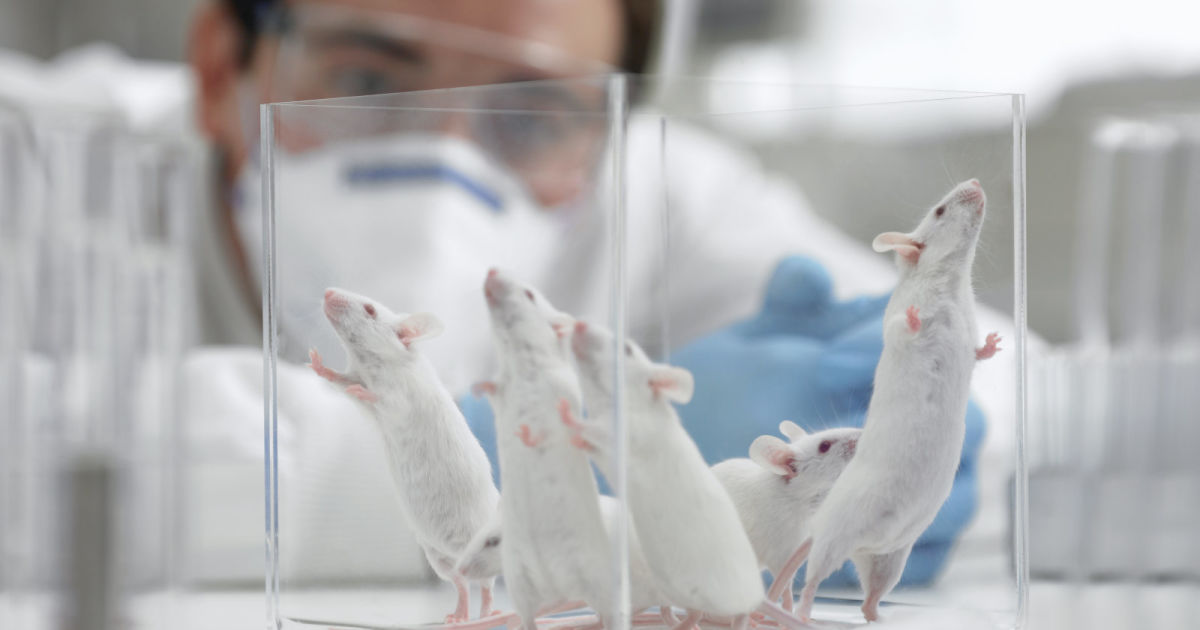 თაგვებში ალცჰაიმერის დაავადება მკვლევრებმა წარმატებით დაამარცხეს
