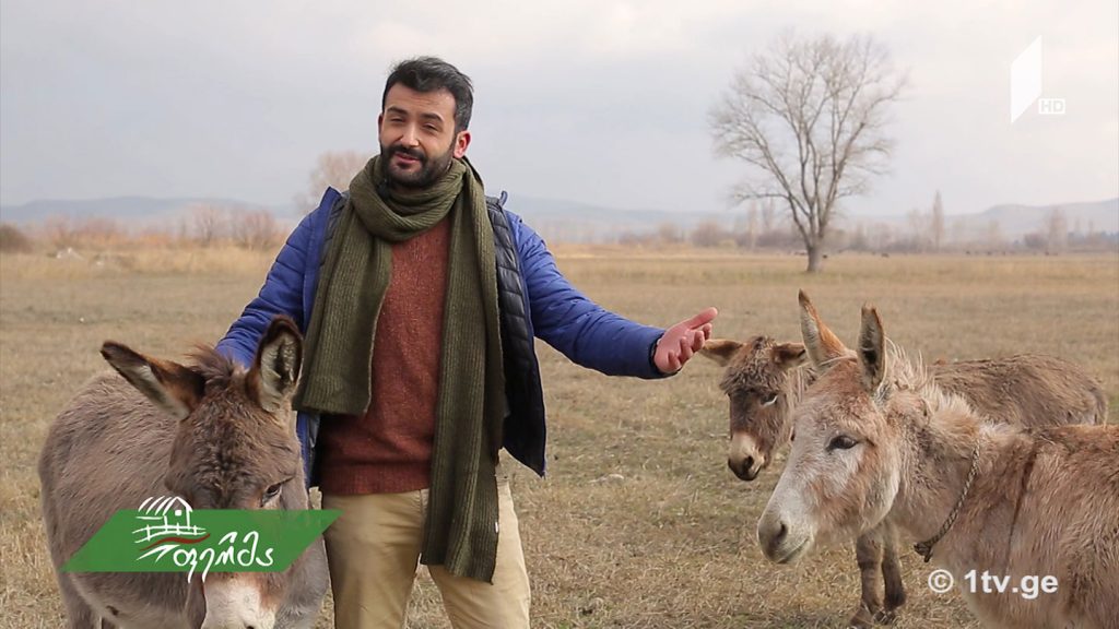 #ფერმა ვირლანდია და „ყველის დედა“