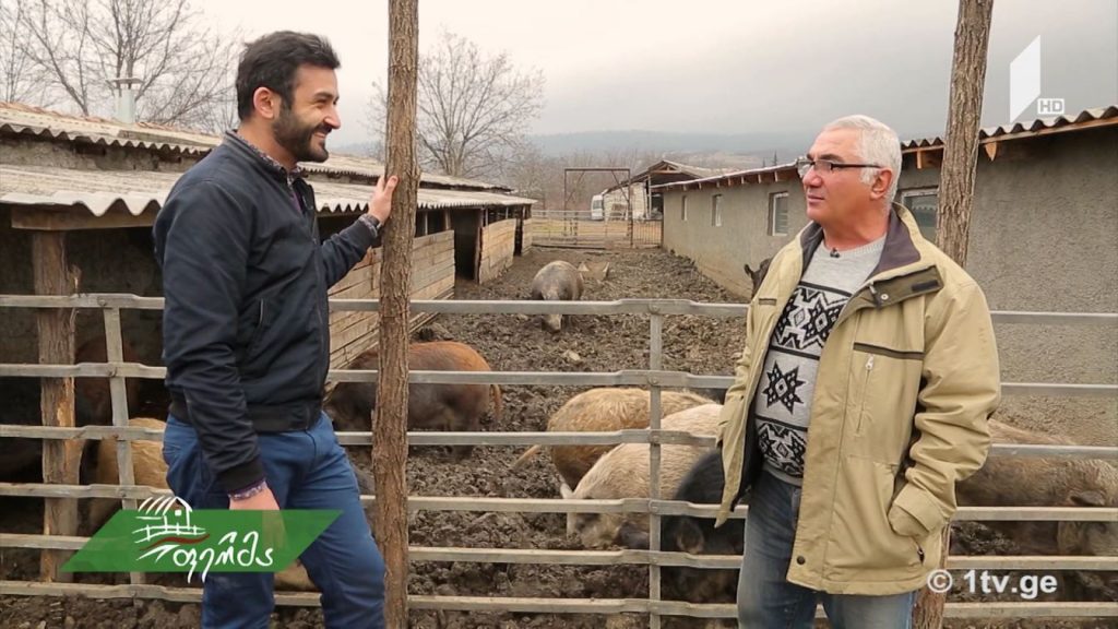 მეღორეობის #ფერმა ახმეტაში/ აგრომედია საქართველოში/ მშვიდობის სიმბოლო საოკუპაციო ხაზთან