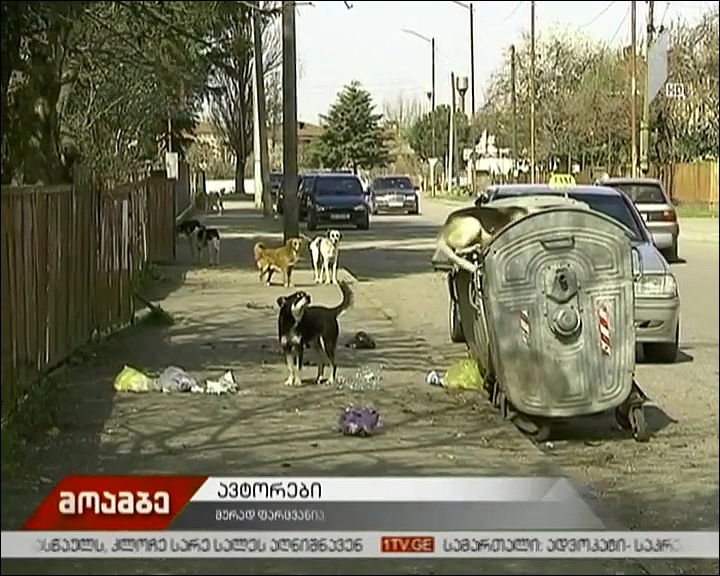 ცხოველთა თავშესაფრის პრობლემა ზუგდიდში