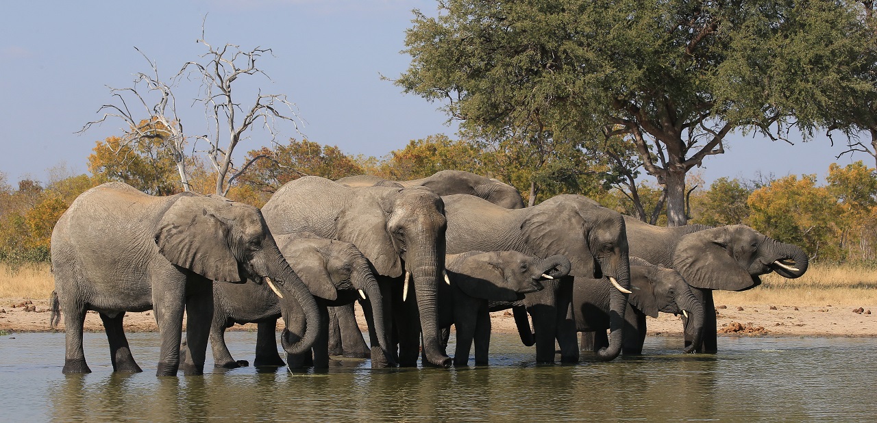 რატომ არ ავადდებიან სპილოები კიბოთი - აღმოჩენა, რომელიც შესაძლოა, კიბოს დამარცხებაში დაგვეხმაროს