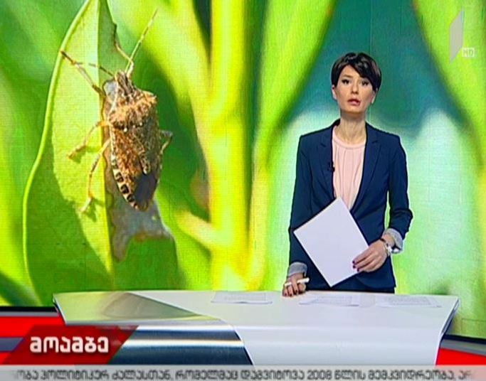 ინფორმაციას, რომ აზიური ფაროსანა საქართველოში ხელოვნურად არის გამოყვანილი, სოფლის მეურნეობის სამინისტროში უსაფუძვლოს უწოდებენ