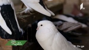 ფერმა 2018 03 11.mp4_20180311_142529.623
