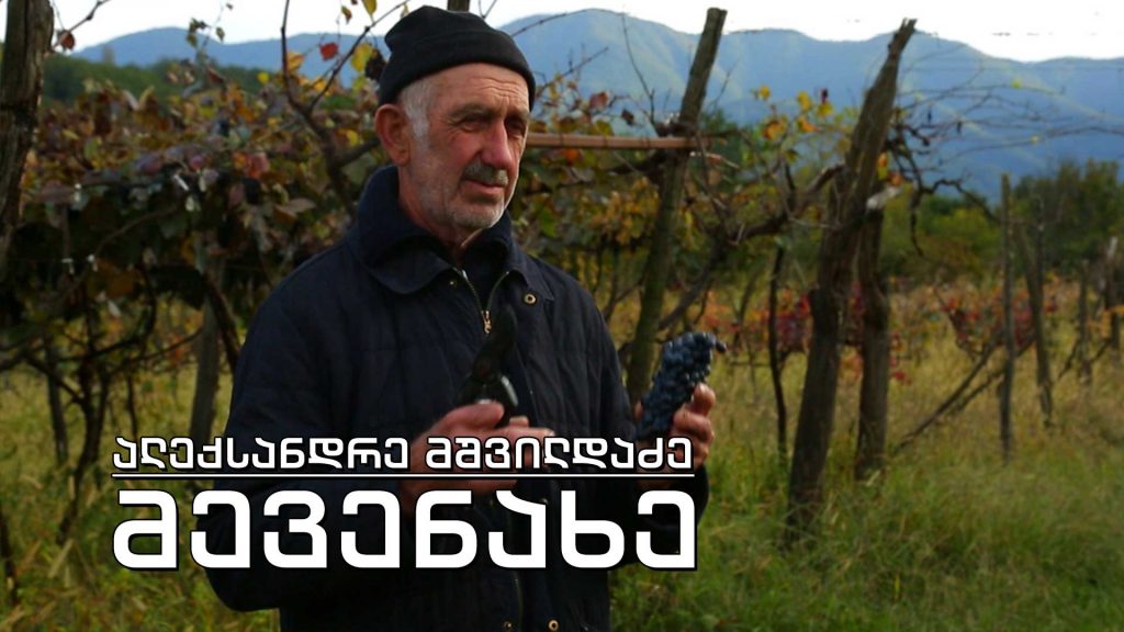 ეპოქის ფრაგმენტები. ალექსანდრე მშვილდაძე – მევენახე