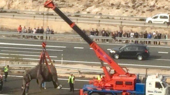 ესპანეთში ავარიის შედეგად ტრაილერიდან ხუთი სპილო გაიქცა, რომლებმაც მოძრაობა შეაფერხეს