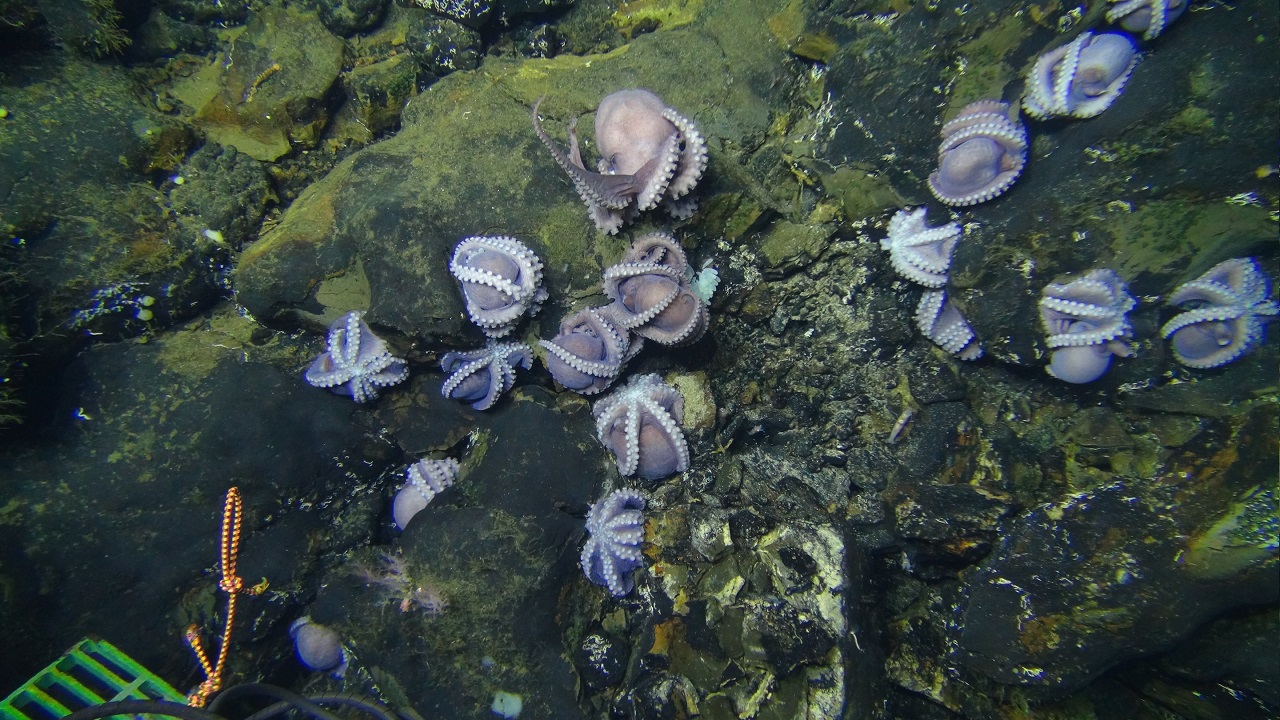 ოკეანის წარმოუდგენლად დიდ სიღრმეში, რვაფეხათა გიგანტური ჯგუფი აღმოაჩინეს