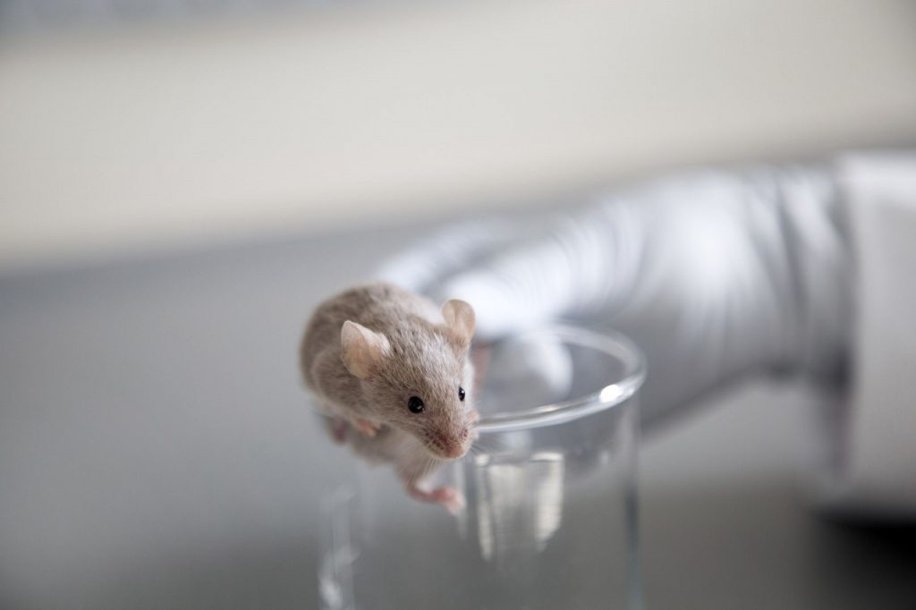 მეცნიერებმა თაგვებს ადამიანის თავის ტვინის მცირე ნაწილები გადაუნერგეს