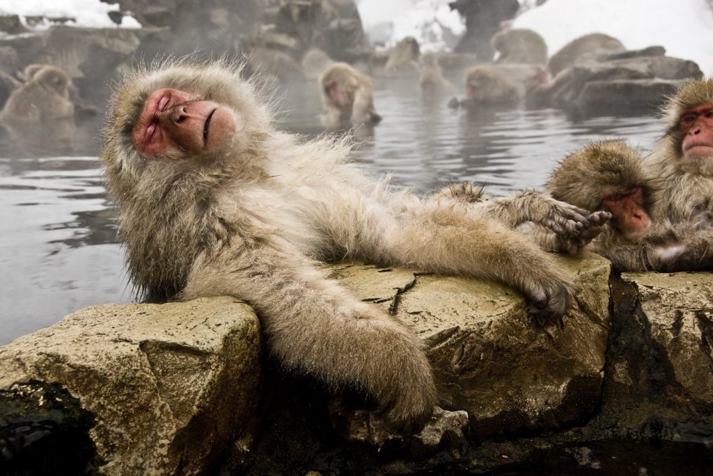თოვლის მაიმუნები ცხელ წყალში სტრესის მოსახსნელად ბანაობენ