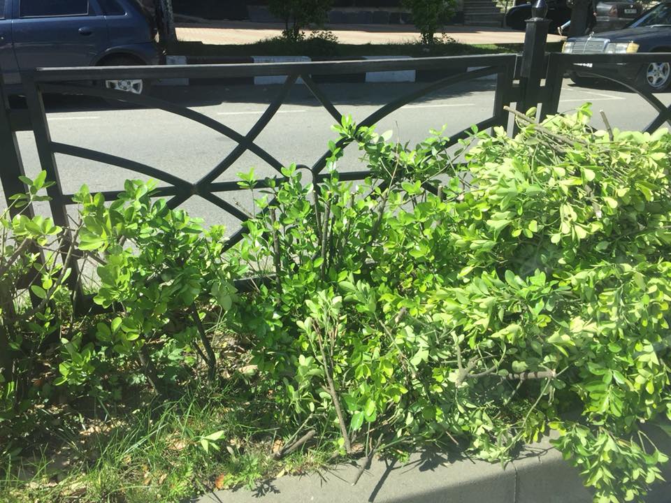ოზურგეთში, ჭავჭავაძის ქუჩაზე ოზურგეთის მერიამ მცენარეები გადაჭრა