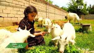 ფერმა 05 13.mp4_20180513_131045.141