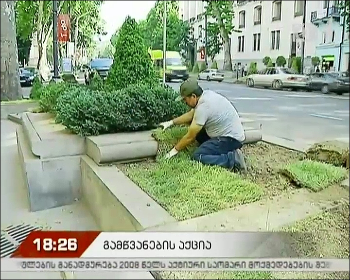 თბილისში საგაზაფხულო გამწვანების სამუშოები გრძელდება