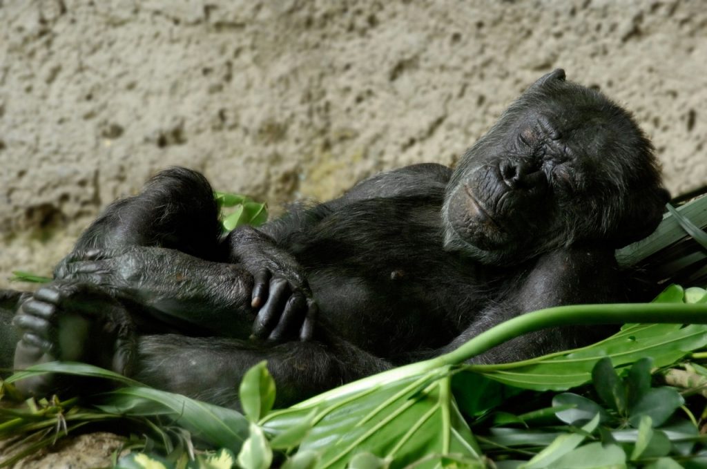 ადამიანის საწოლი უფრო ბინძურია, ვიდრე შიმპანზეების ბუნაგი - ახალი კვლევა