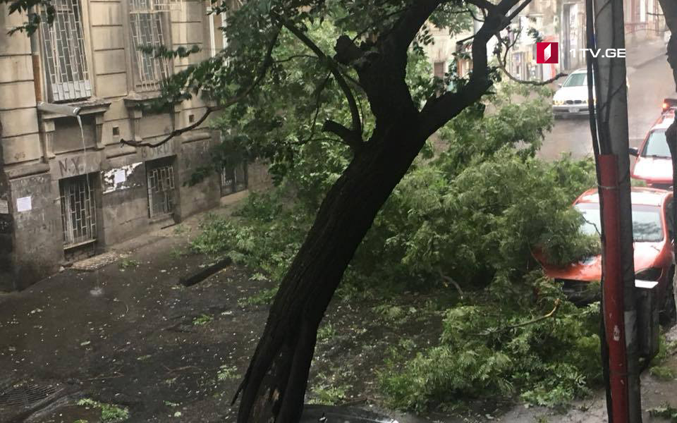 თბილისში, ლადო ასათიანის ქუჩაზე ხე წაიქცა