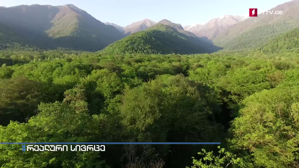 რეალური სივრცე - "ტყის მცველები"