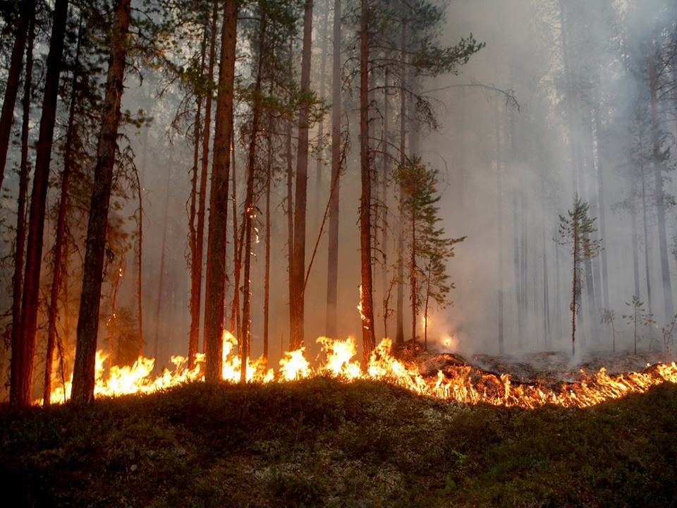შვედეთში ტყის ხანძრის ჩაქრობაში ადგილობრივ მეხანძრეებს ექვსი ქვეყნიდან ჩასული კოლეგები ეხმარებიან