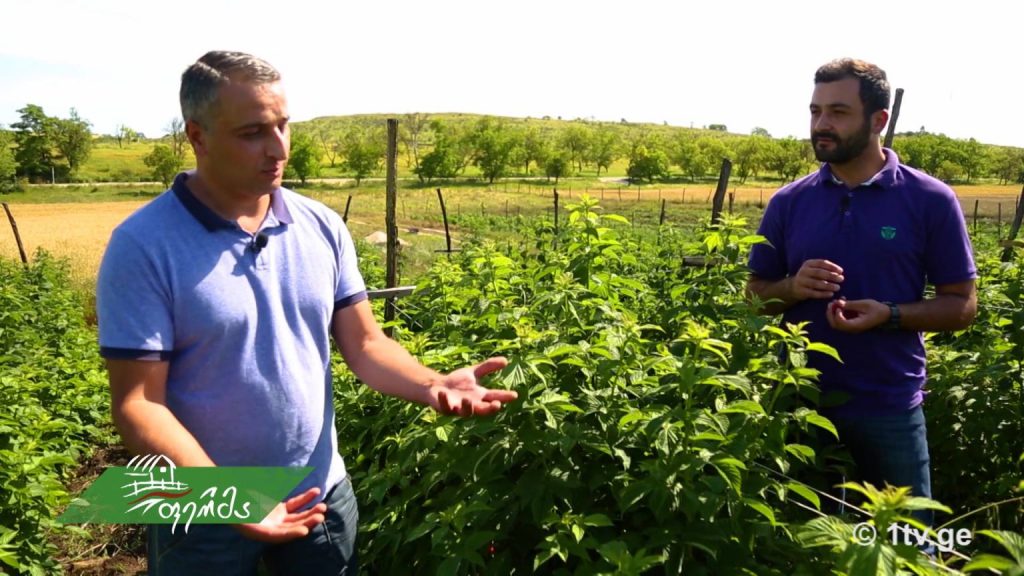 #ფერმა კენკროვანი კულტურები – ჟოლოს ბაღი დედოფლისწყაროში