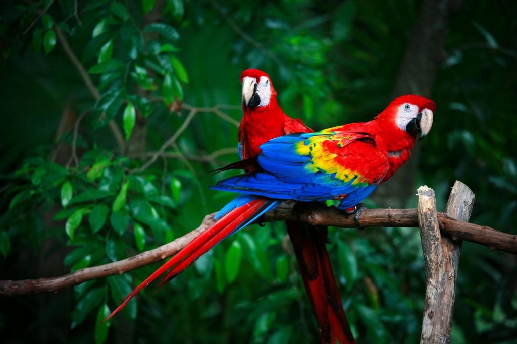 ნეირომეცნიერებმა თუთიყუშების გონებრივ შესაძლებლობათა საიდუმლო ამოხსნეს