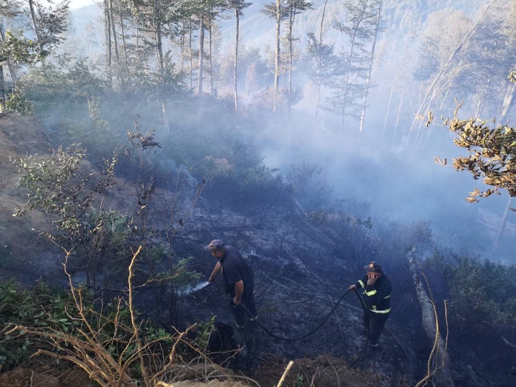 სატყეო სააგენტოს უფროსის ინფორმაციით, სოფელ ცედანის ტყეში ცეცხლის ღია კერები პრაქტიკულად აღარ არის