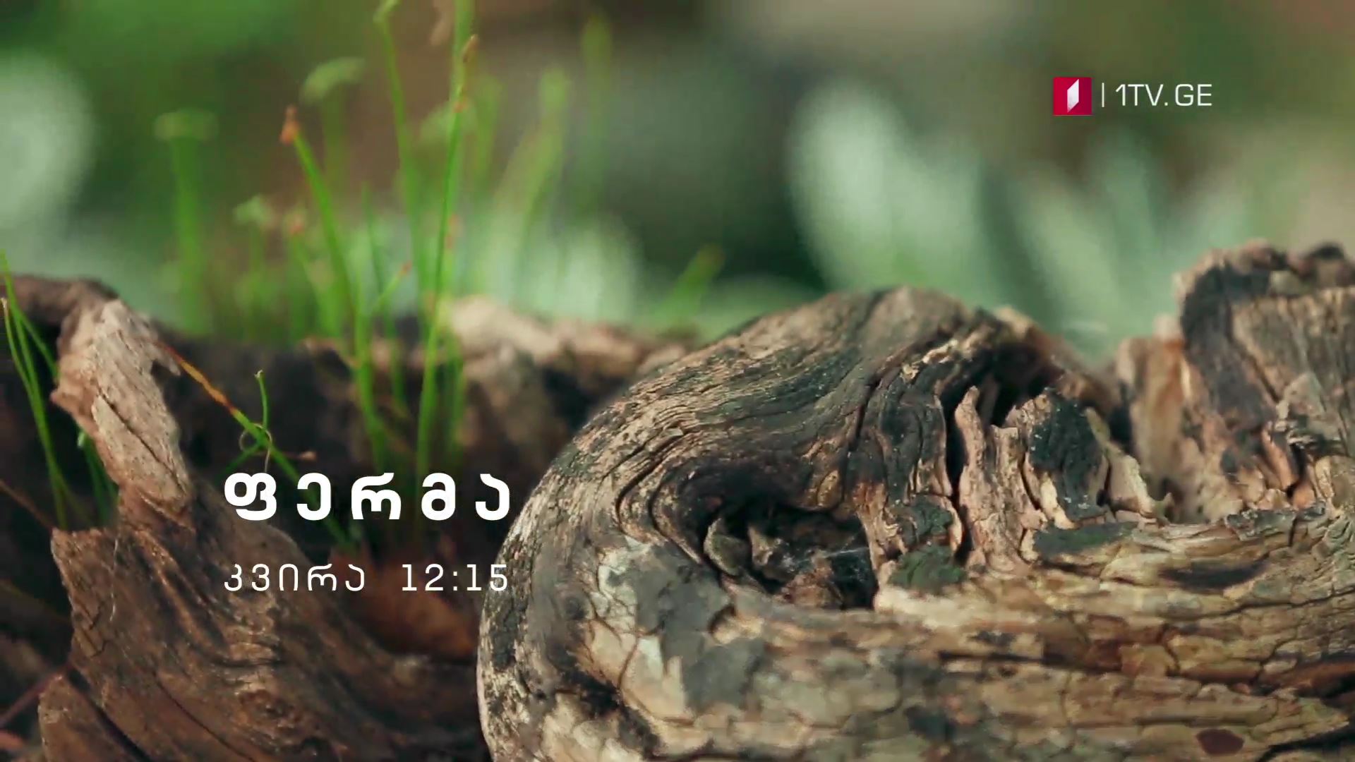 „ფერმა" - 16 სექტემბერს, 12:15 საათზე