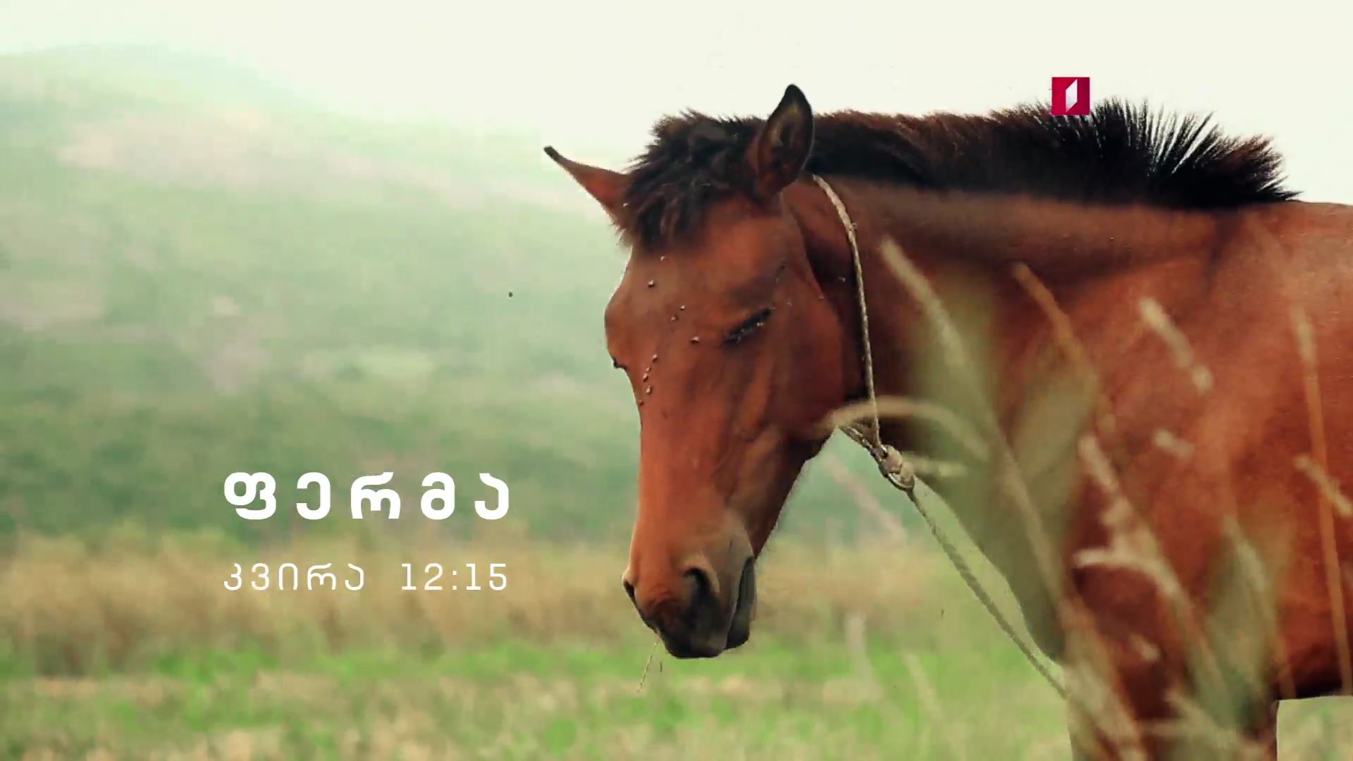 „ფერმა" - 30 სექტემბერს, 12:15 საათზე