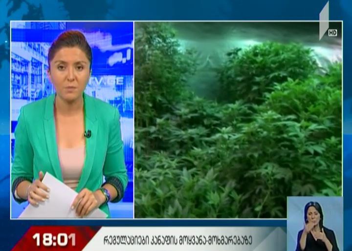 რეგულაციები საქართველოში კანაფის მოყვანა-მოხმარებაზე
