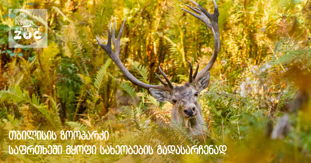 თბილისის ზოოპარკი საფრთხეში მყოფი სახეობების გადასარჩენად კამპანიას იწყებს