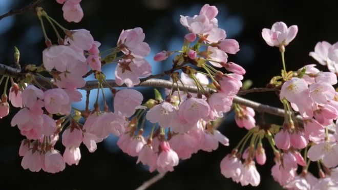 იაპონიაში საკურა, გაზაფხულის ნაცვლად, შემოდგომაზე აყვავდა