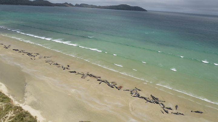 ახალი ზელანდიის სანაპიროზე 150-მდე დელფინი გამოირიყა