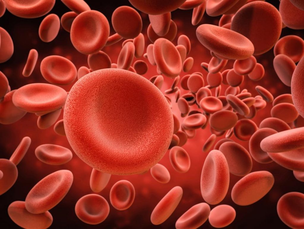 მეცნიერებმა ადამიანის ორგანიზმში სისხლის უჯრედების სრულიად ახალ წყაროს მიაგნეს