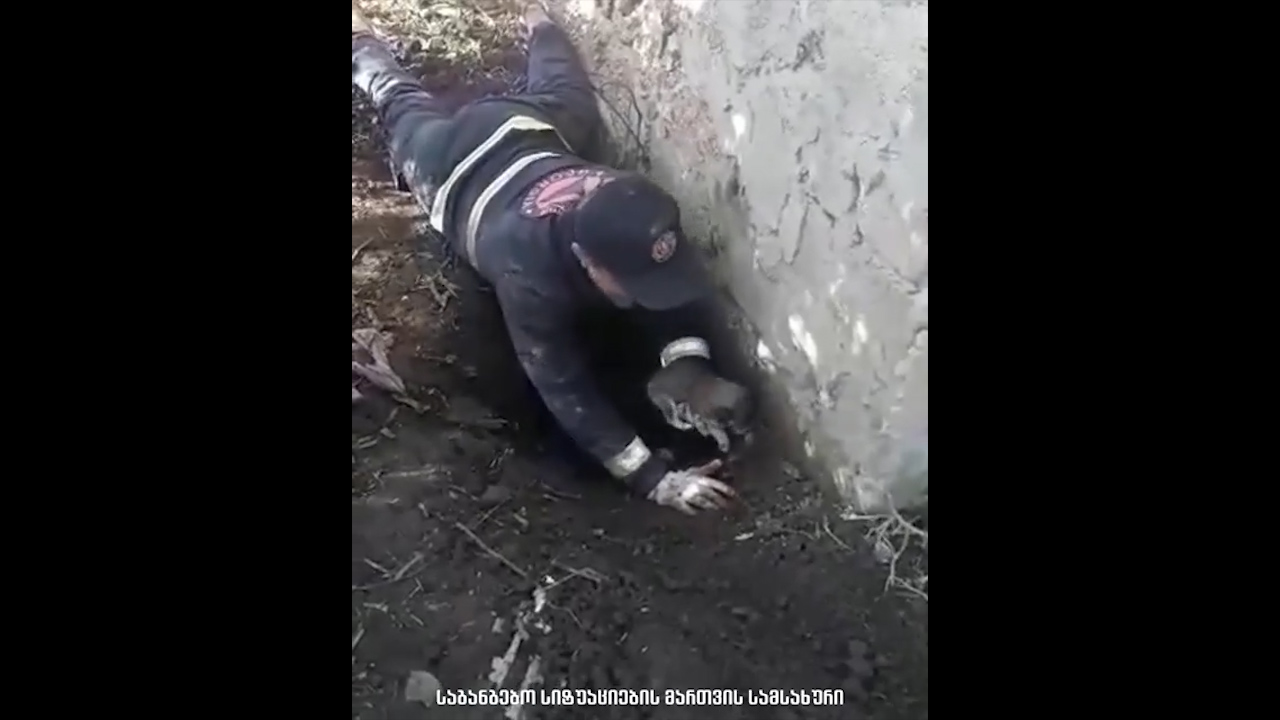 სამტრედიაში მაშველებმა ორმოში ჩავარდნილი ლეკვები ამოიყვანეს [ვიდეო]