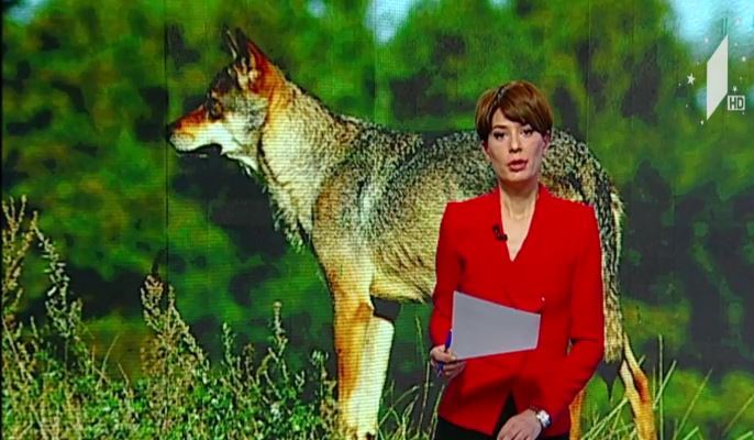 სოფელ ფარცხანაყანებში ხუთი ადამიანი მგელმა დაკბინა