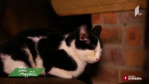 ფერმა 2019 02 03.mp4_20190203_133302.317