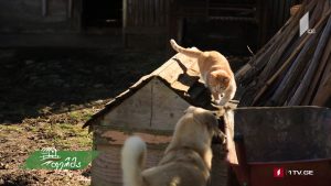 ფერმა 2019 02 10.mp4_20190212_171447.665