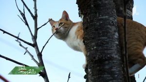 ფერმა 2019 02 10.mp4_20190212_171459.993