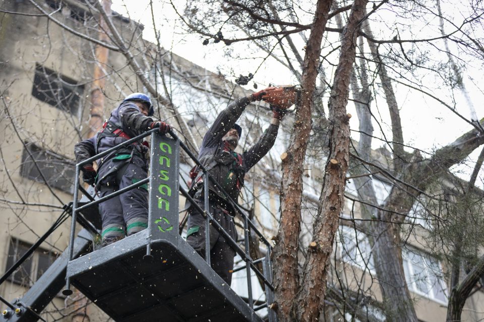 თბილისში ხეების სანიტარიული ჭრა კერძო საკუთრებაში არსებულ ნაკვეთებშიც იწყება 
