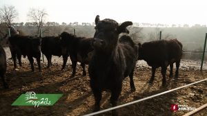 ფერმა 2019 02 24.mp4_20190224_130656.997