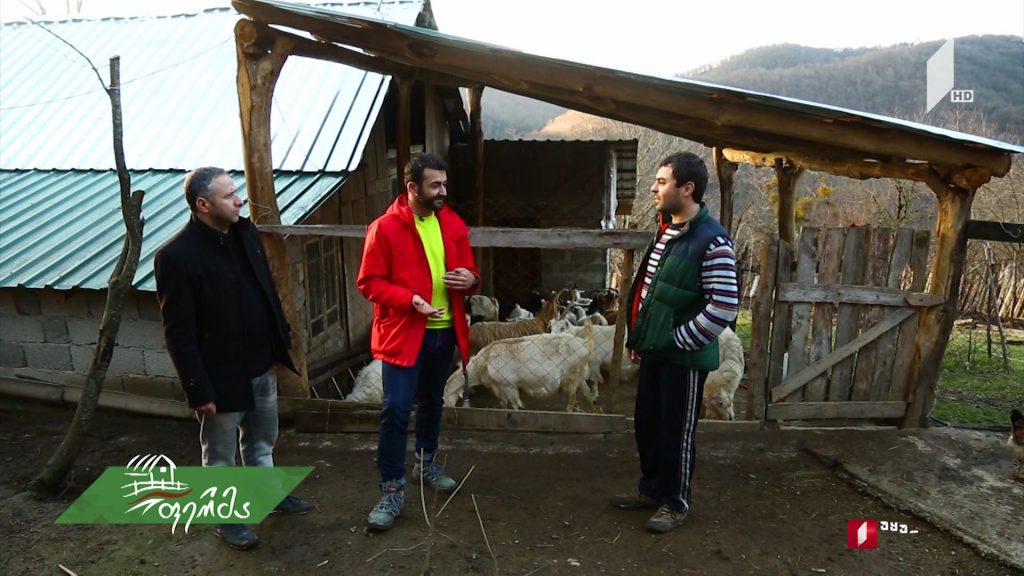 სოფლად დაბრუნებული ოჯახის ცხოვრება და მათი თხის ფერმა – მოგზაურობა ზემო იმერეთში გრძელდება