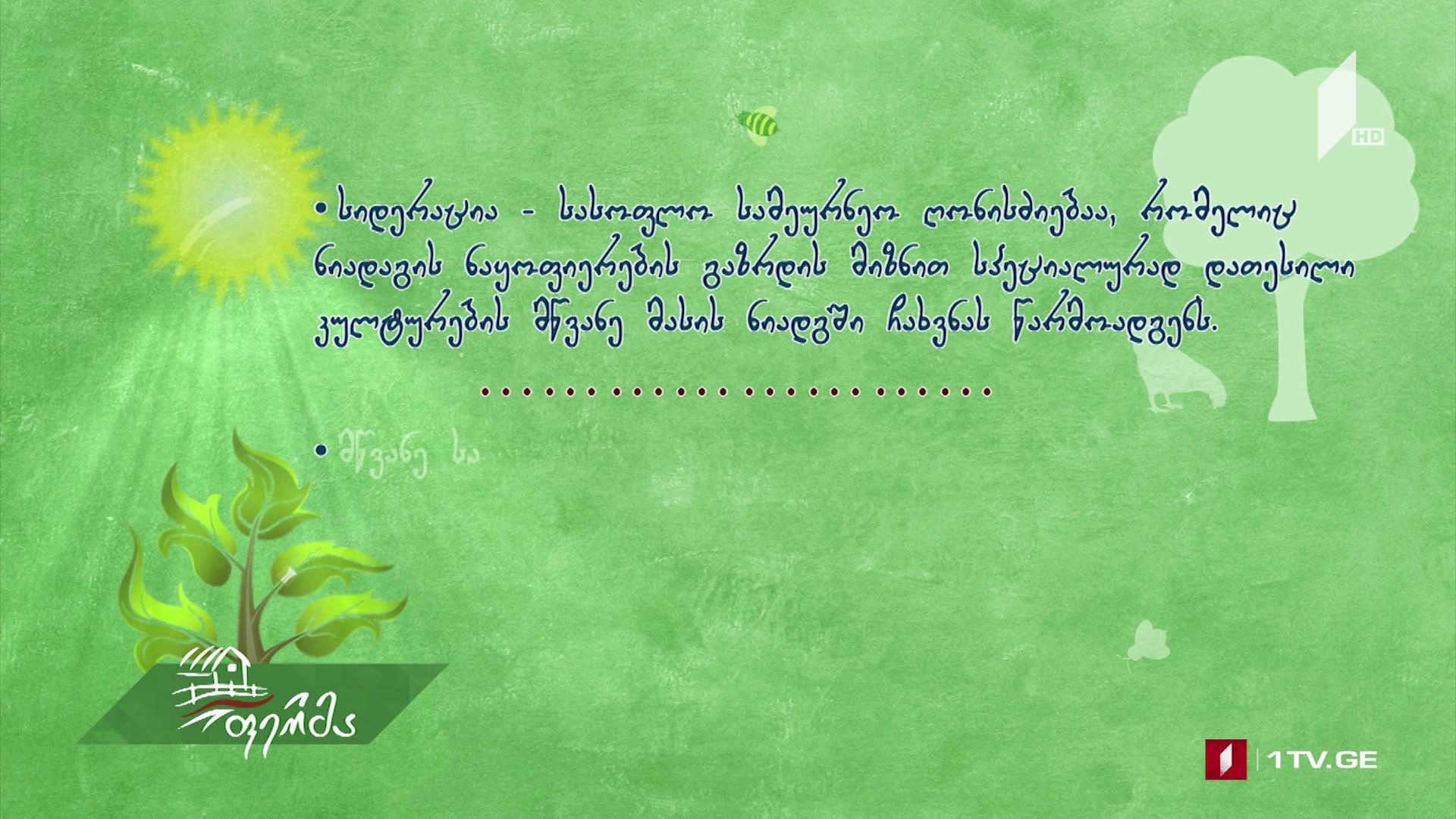 მწვანე სასუქის გამოყენება ანუ სიდერაცია